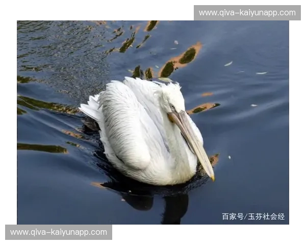 羽翼遮天：当“鹈鹕vs”不仅是一场比赛，更是一场关于天赋与意志的圣战